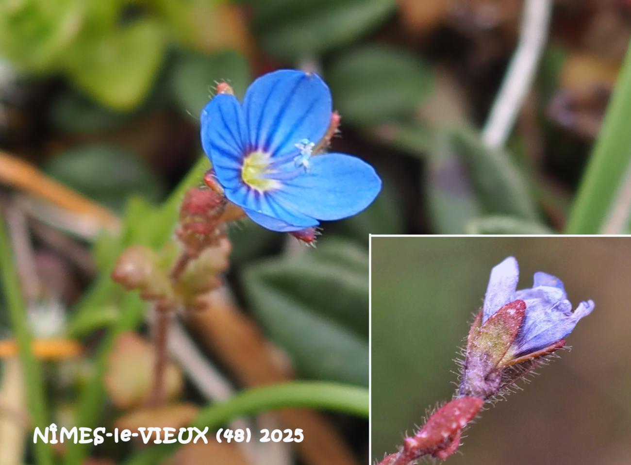 Speedwell, Early Field flower